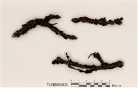 藏品(島衣屬)的圖片